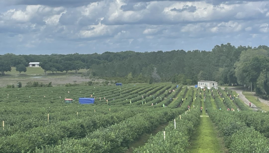 A fruit oversupply has forced blueberry growers to finalize their harvest campaigns early. 🫐🫐

(see article: ow.ly/p7K750RCuQL) #blueberry #fruit #oversupply #FarmsCloseBy #DefineLocal #hyperlocal #local #franchise #EndAlz #VC #invest #investment #investor #hydrogen