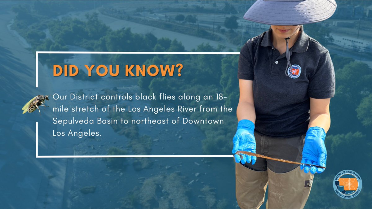 GLAmosquito's tweet photo. Did you know? Our District controls black flies along an 18-mile stretch of the Los Angeles River from the Sepulveda Basin to northeast of Downtown Los Angeles. #GLACVCD https://t.co/AfLxvmZsCT