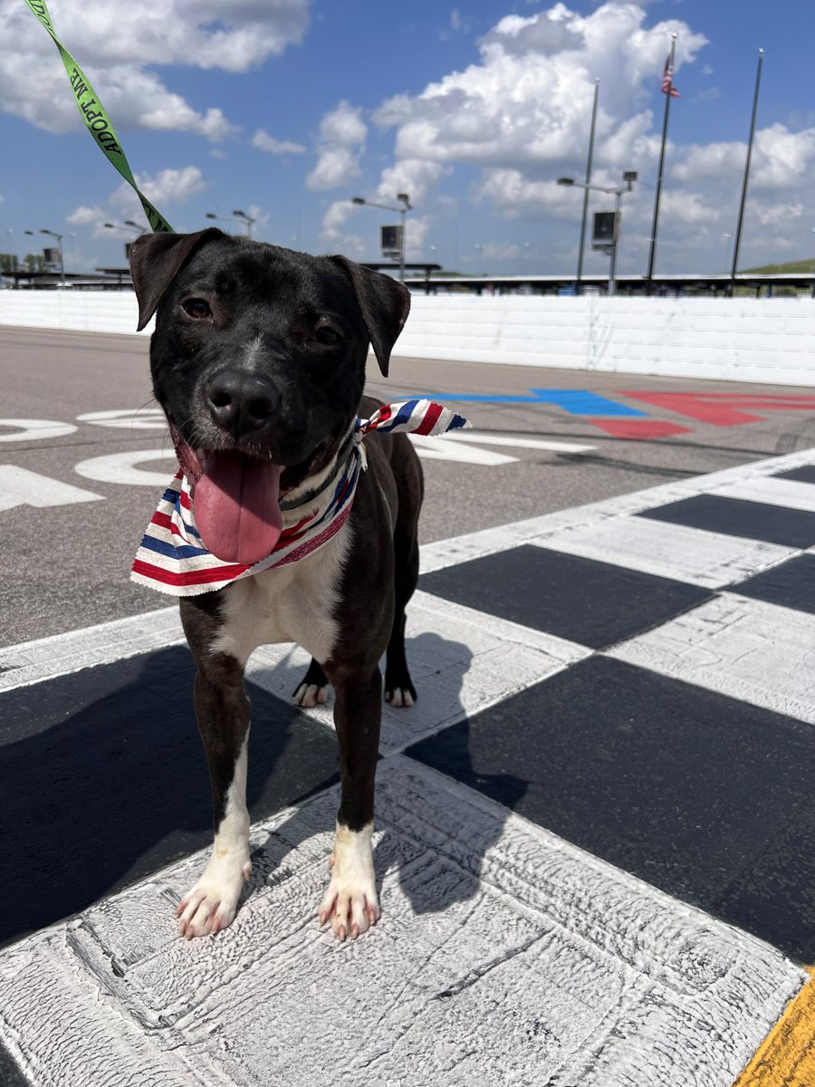 Adoptable Jigsaw got to take a field trip to the @WWTRaceway last week 🏁 The first 100 dogs adopted in May will get a World Wide Technology Raceway collar and 2 NASCAR Cup Enjoy IL 300 tickets!! 🐾🏎 Consider adding a rescue pup to your Pit crew 💕