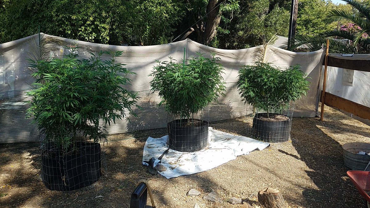DJ_EVAlutioN's tweet photo. #Mmemberville #growbig #greenthumb #cannabis #whoneedshelp #weedlife https://t.co/wHqsJtQMTn