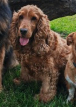 PENNY HOME SAFE. THANKS FOR RT's 😊🐾🐕 🆘12 MAY 2023 #Lost PENNY #ScanMe #Tagged Ginger Cocker Spaniel Female Mapletoft Avenue #MansfieldWoodhouse #Mansfield #Nottinghamshire #NG19 doglost.co.uk/dog-blog.php?d…