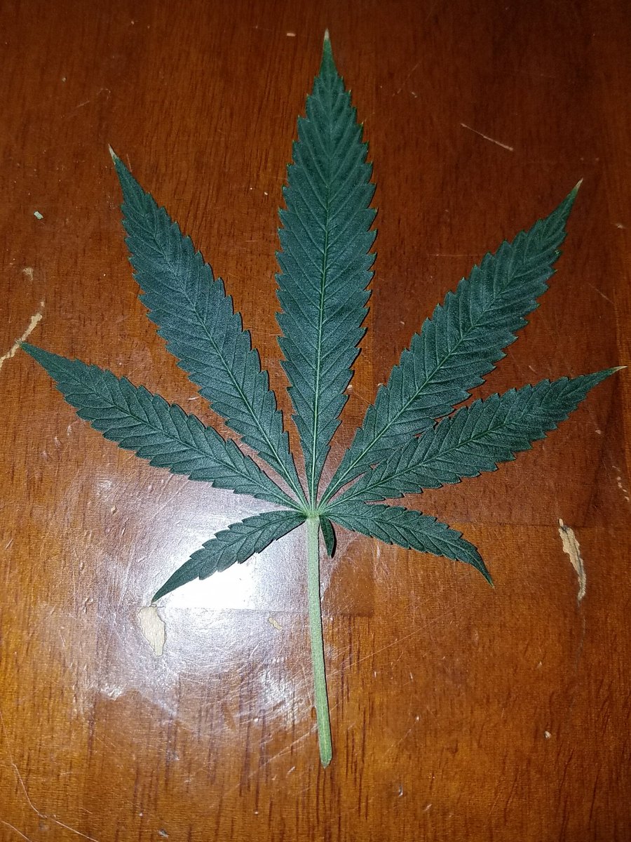 DJ_EVAlutioN's tweet photo. #Mmemberville #growbig #greenthumb #cannabis #whoneedshelp #weedlife https://t.co/wHqsJtQMTn