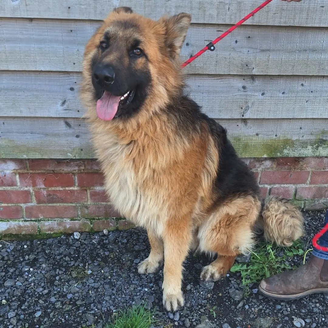 Urgent, please retweet to HELP FIND THE OWNERS OR RESCUES SPACES FOR THESE 2 GERMAN SHEPHERDS FOUND #FAVERSHAM #SWALE #KENT #UK 🆘🆘 Now in a council pound for 7 days 1 female and 1 male found running along the A2 Faversham on 4th May. Both are chipped, but neither details have…