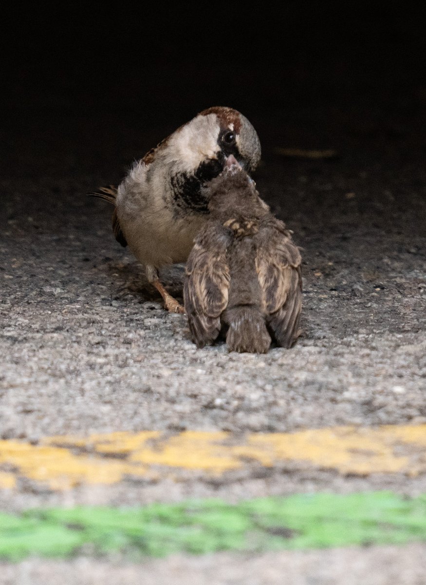 ¿Parece muy vulnerable? SI
¿Está abandonado? NO !

Las dos primeras fotos son de las 14.50
La última de las 15.15

<a href="/sosvencejos/">SOS Vencejos</a>