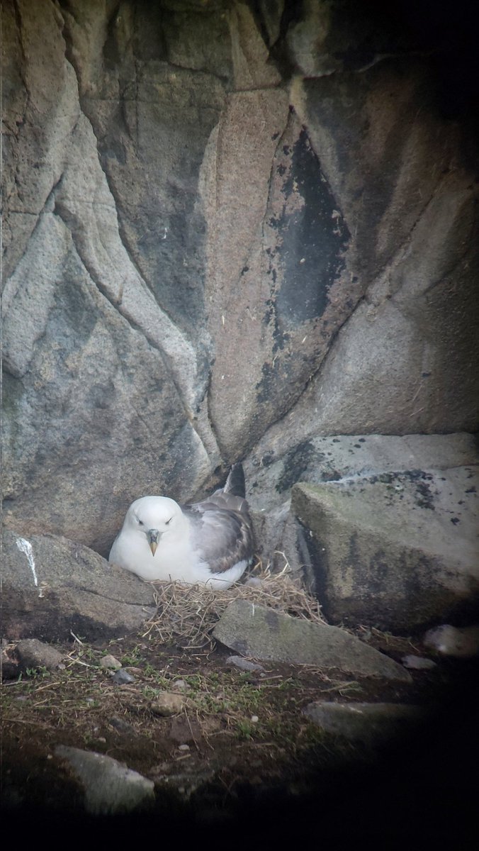 First Fulmar egg for the season on Isle of May. Two days later than last year but two days earlier than the long term average. @_BTO @IofMayBirdObs @UK_CEH @NatureScot @SteelySeabirder