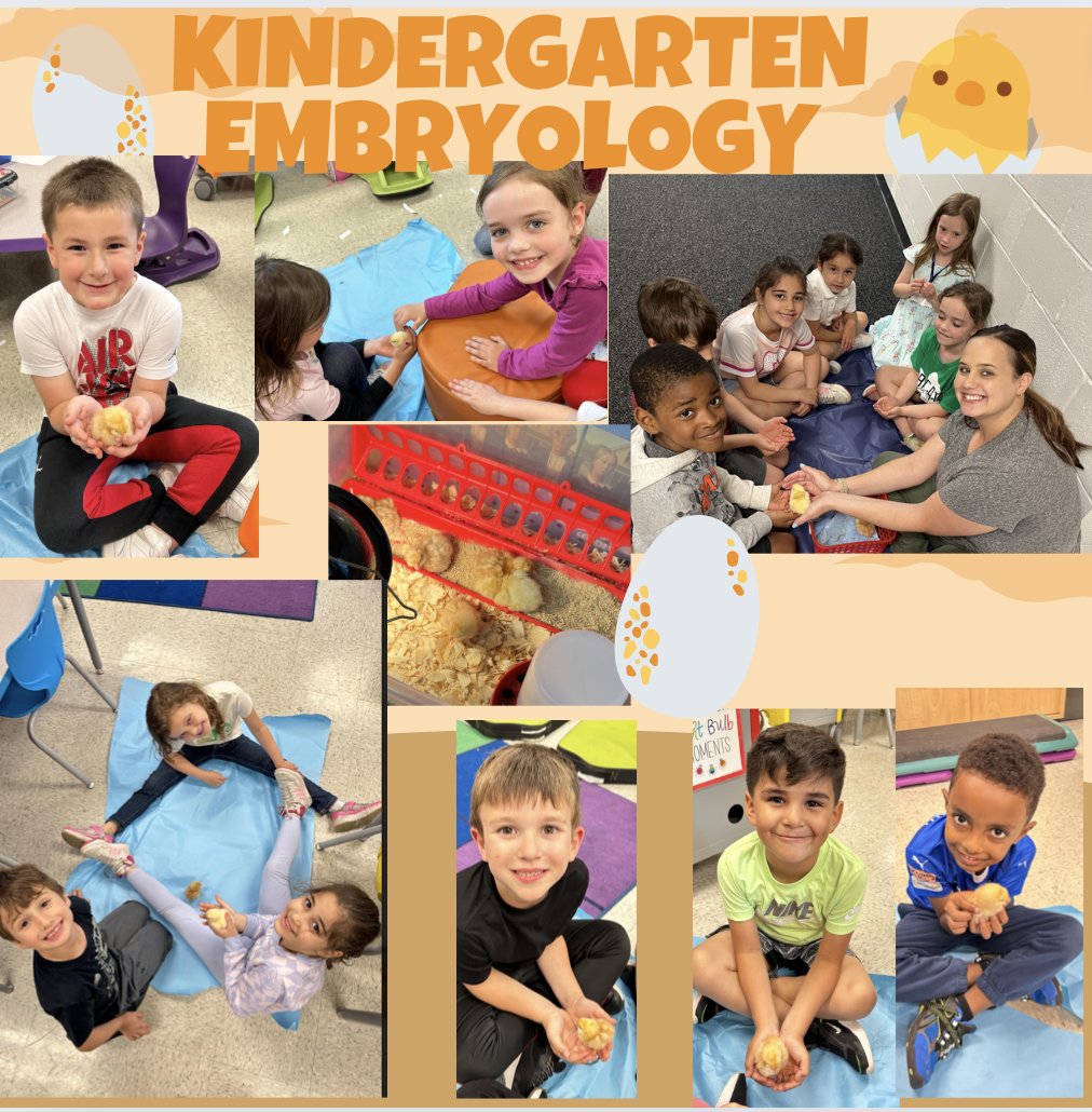 There was so much excitement in kindergarten with their chicks hatching!
#BannesBobcats #KirbyONE40#EveryChildEveryDay