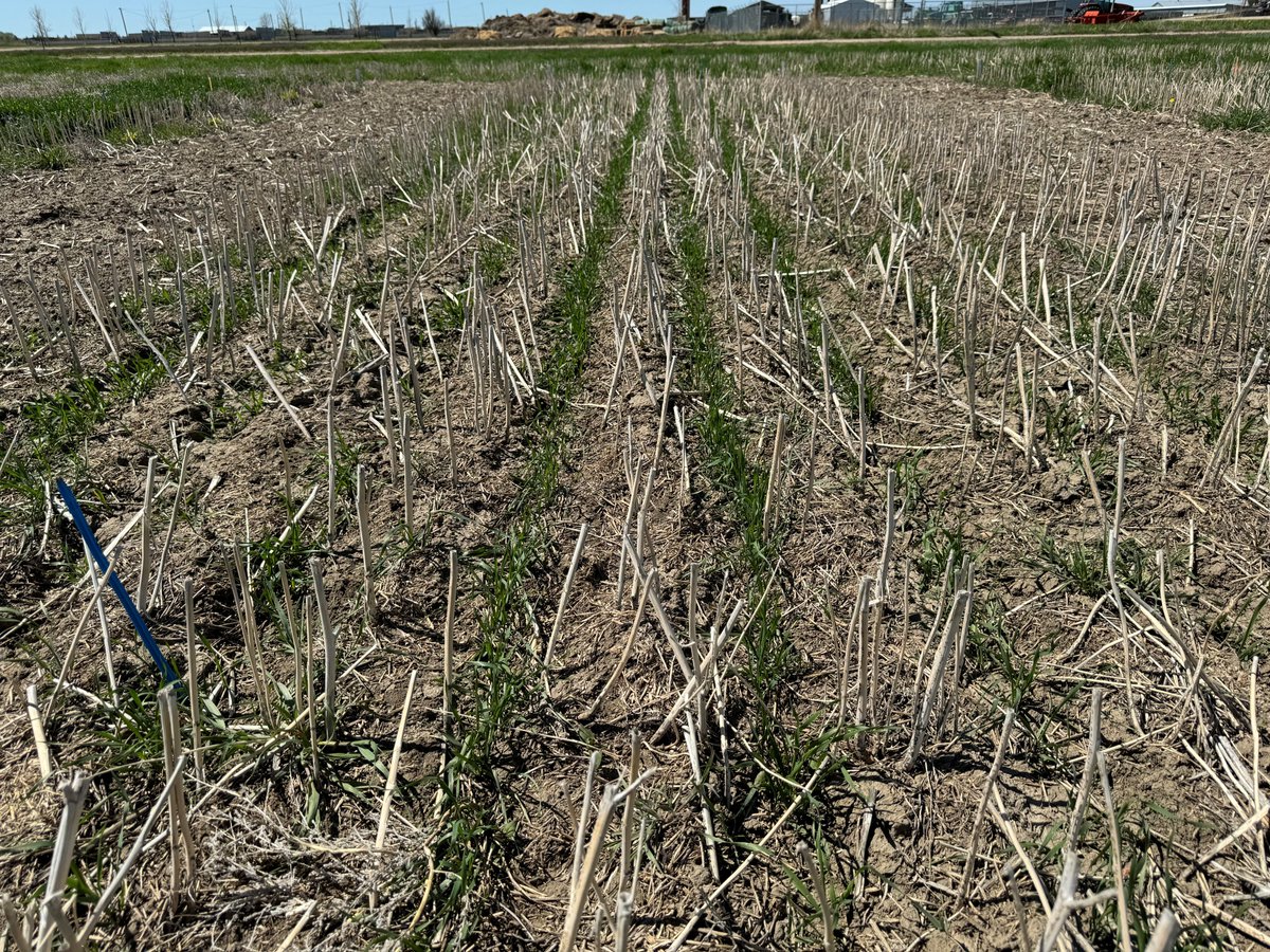 A new project aims to evaluate uncontrolled weeds in ultra-early spring wheat fields. The focus this year is Saskatchewan, where we are looking for spring wheat fields seeded on or before April 15th. Please contact us if you are interested in learning more! Please RT