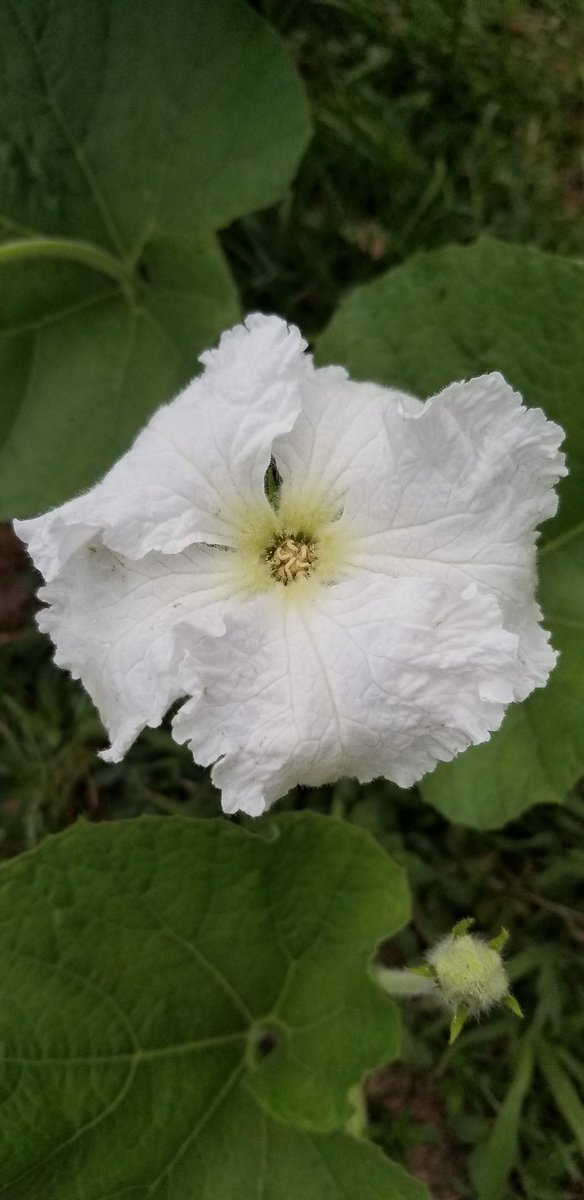 Hofherr104's tweet photo. Zucca gourd blossom. A delicate flower with a lightly sweet scent of cucumber and melon.
@rareseeds #GardeningX #Garden #Flowers #NWF #Zone8b #Florida #Gourd https://t.co/utO22yvzbe