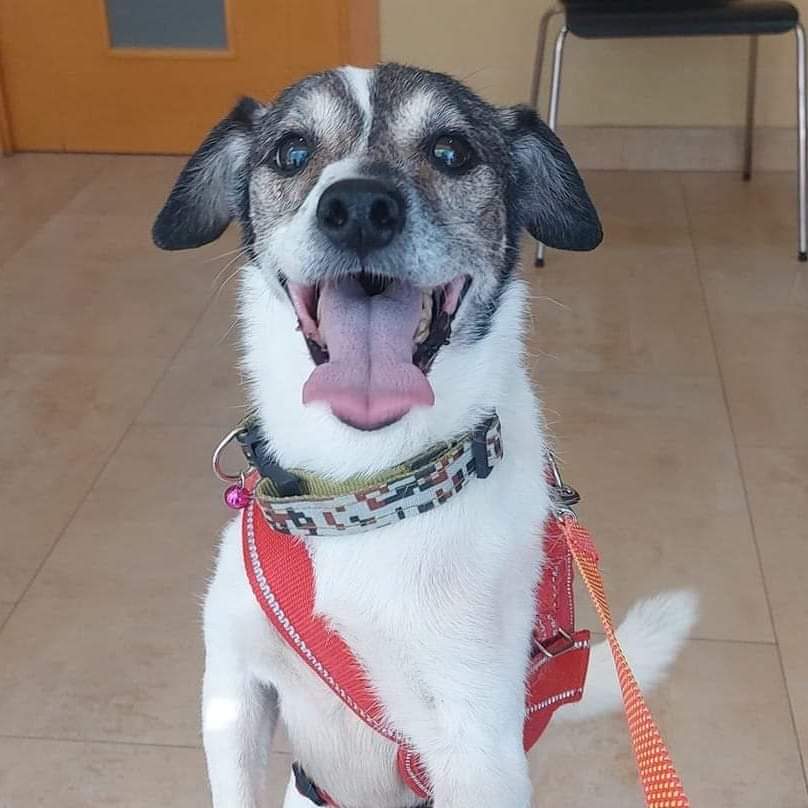 #Sevilla Contacto; contacto@megacan.org @megacansevilla #PON tiene casi 11 añitos, pero alma de cachorro, su vida ha empezado de nuevo al ser rescatado y se nota que no quiere perderse ni un minuto de ella sin disfrutar. Es uno de esos perretes adorables que arrancan sonrisas a…