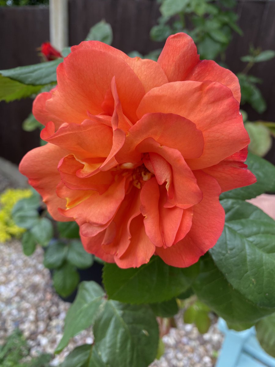 A bright start to the week with ‘Orange Rose’ #RoseADay #GardeningX #Roses #MondayMotivation #flowerphotography #Flowers