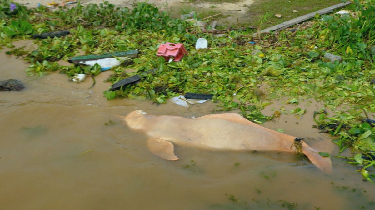 Clima extremo: seca severa causou morte de botos e transformou rio em lama no Amazonas: glo.bo/3WDXe7s #GloboRepórter