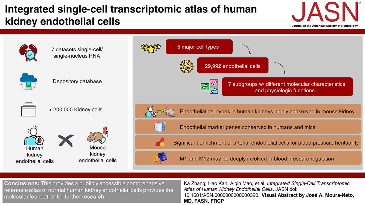 Kidney endothelial cells are exposed to different microenvironmental conditions that support specific physiologic processes. This study created a comprehensive reference atlas of normal human kidney endothelial cells bit.ly/JASN0320