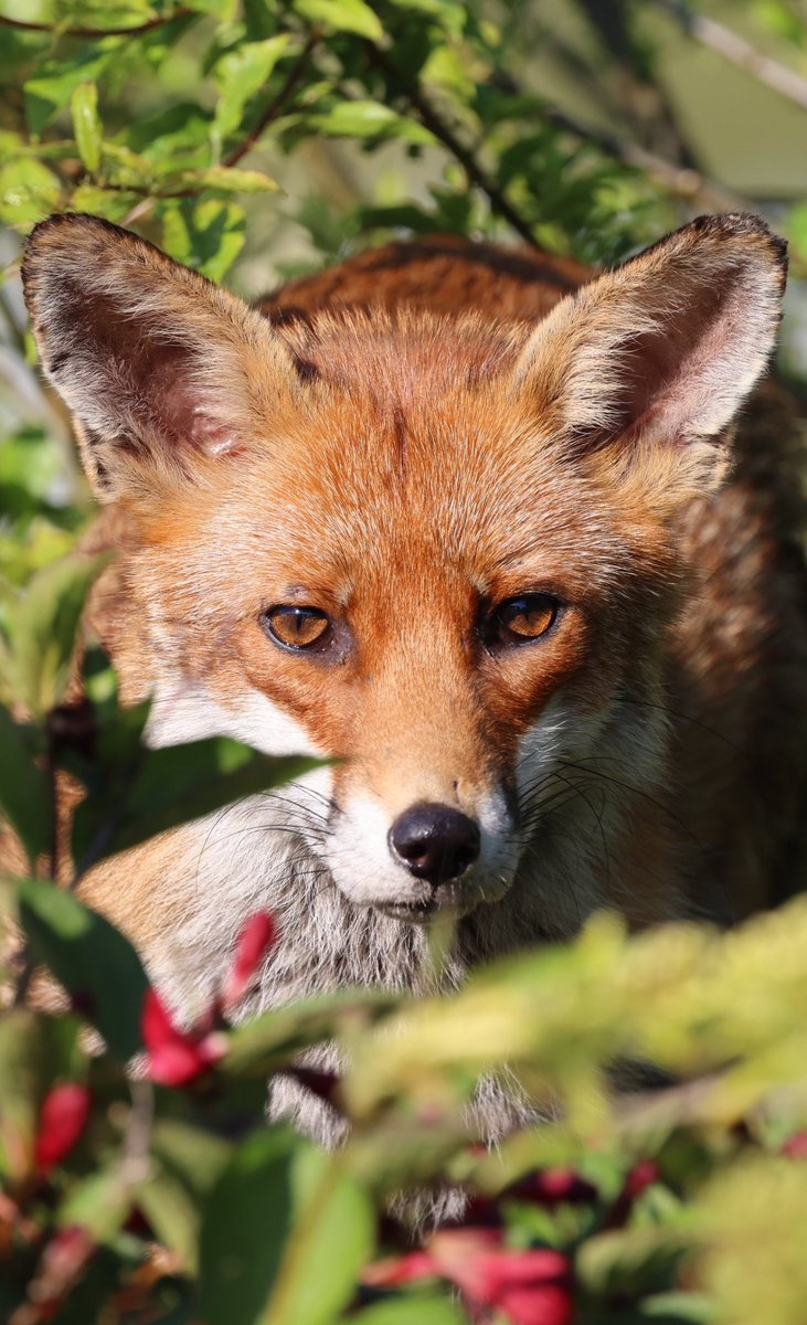 Fox in the bushes #fox #foxcub #Foxes #foxinmygarden #foxlove #foxlovers #FoxOfTheDay #fuchs #cuteanimals #mammalmonday #NaturePhotography #redfox #renarde #zorro #TwitterNatureCommunity #TwitterNaturePhotography #urbanfox #urbanwildlife