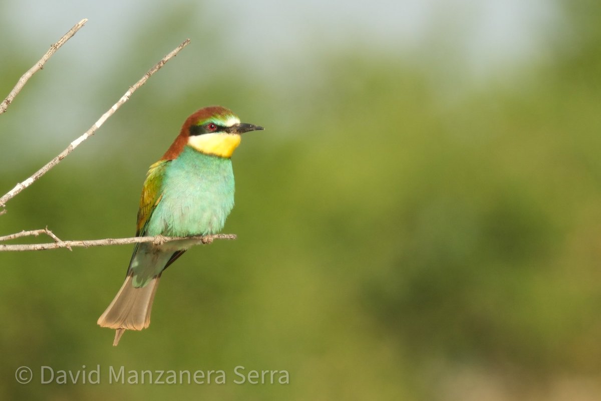 Cada any els espero amb impaciència! Son espectaculars! #meropsapiaster #birdingcatalunya #davidmsfoto