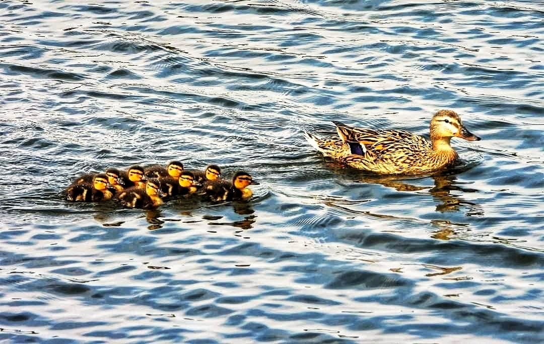 #MallardMonday