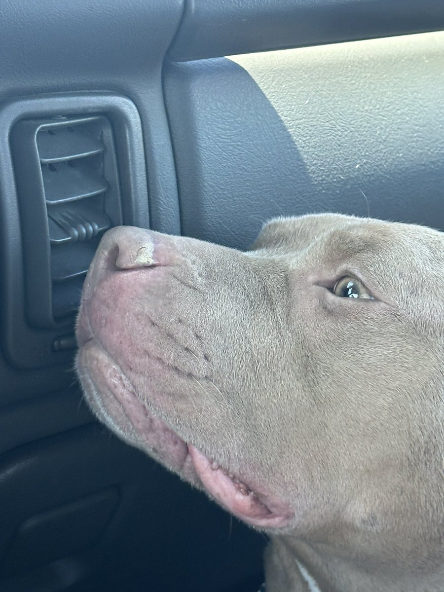 sportrucks's tweet image. He a #Freon #Freak