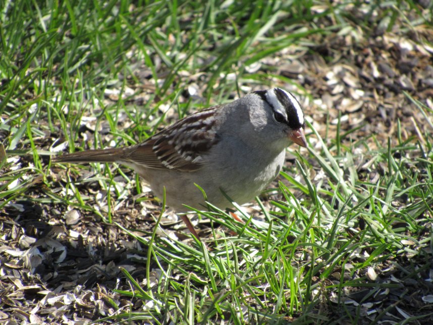 Did you know that many of the birds you see or hear at Charleston Lake in the spring are actually migratory species! These species, like the White-crowned Sparrow, are only visiting the park for a short time, before they move on to another home.