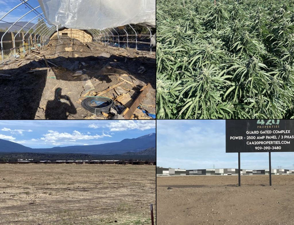 New Report | Read our final report to DCC on Cannabis Bans, Local Control, the Effects &amp; Efficacy Of Prop 64
crc.berkeley.edu/publication/fi…