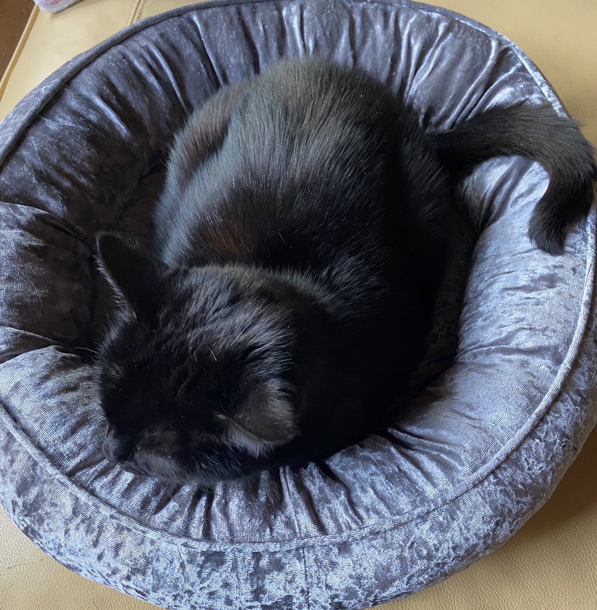 Cute furry black 🍞 being baked in a 🍩 bed by Missy 🐈‍⬛ 😺😺😺 on #kittyloafmonday #panfursquad #CatsOfTwitter #blackcats