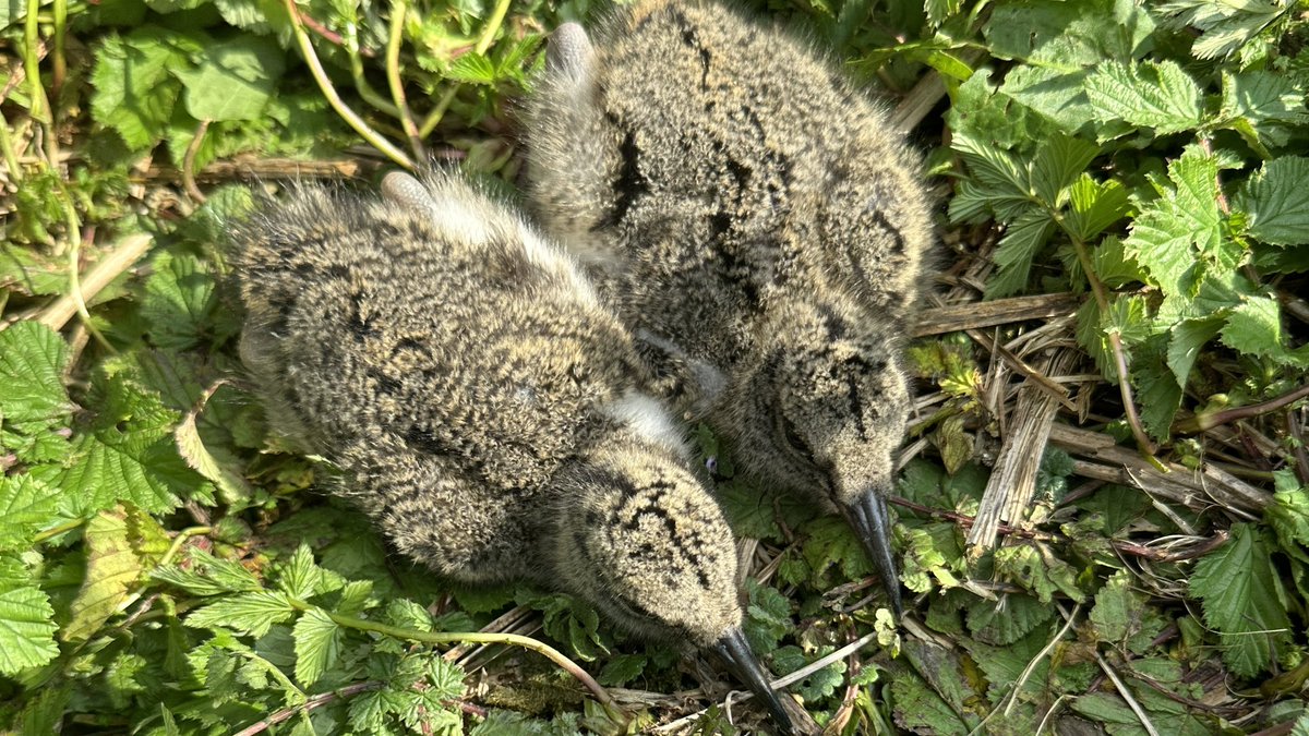 There are very few breeding waders left in the Cotswolds so we are trying to do all we can to help those still hanging on-electric fencing curlew, locating/marking lapwing nests so farmers can avoid them when drilling and monitoring oystercatchers @Cotswold_Sparky #glosbirds