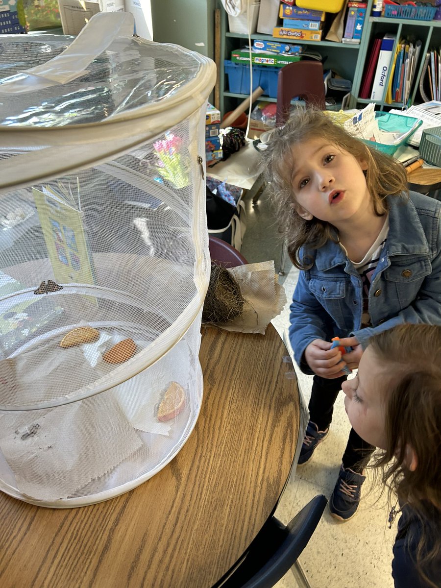 What a way to start the week.  We have a butterfly 🦋! Students in kindergarten <a href="/KingEdwardLions/">King Edward</a> are enjoying learning about the lifecycle of a butterfly.