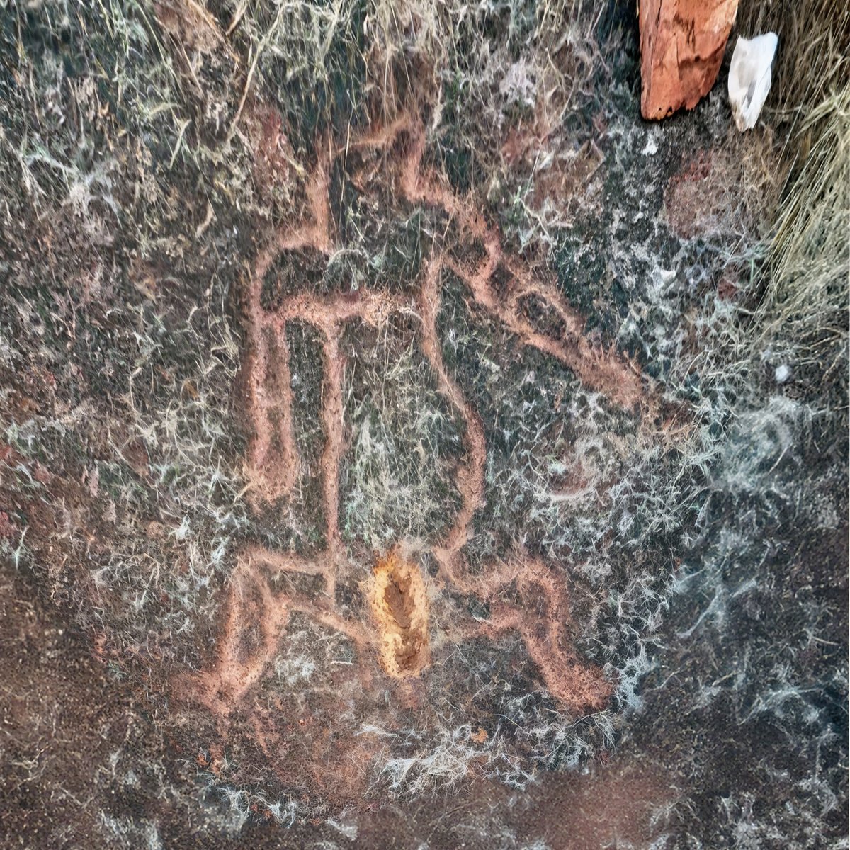 Artist captures ancient childbirth scene 12,000 years ago. 🎨

The Petroglyph is Unprotected and vulnerable today. 😞

#Archaeology #Ratnagiri #Konkan #Iceage Pic Credit Paramvir Singh 📸