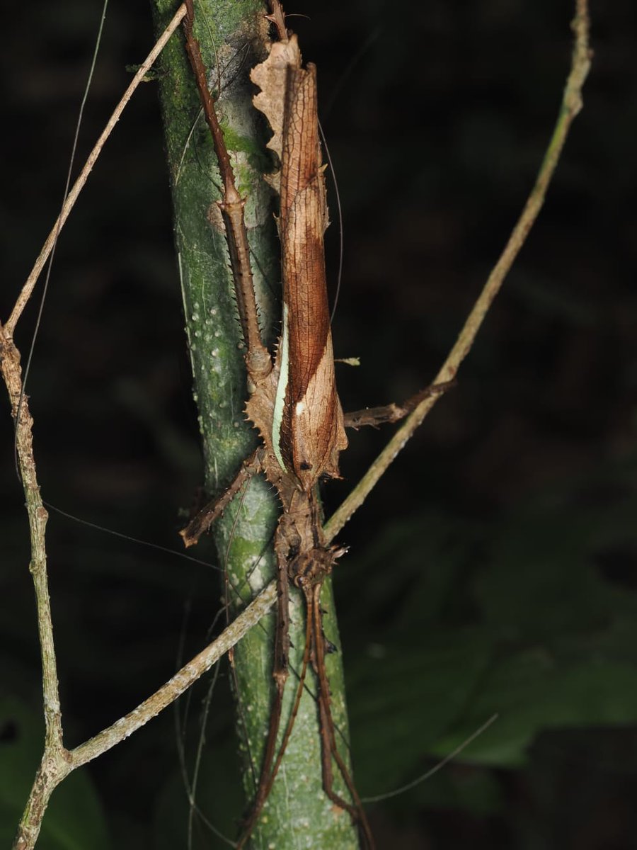 FritillaryLilly's tweet photo. #stickInsects #Thailand. #ento #Entomology #bugs #insects #TwitterNatureCommunity #Naturelovers https://t.co/SNhtATZX6d