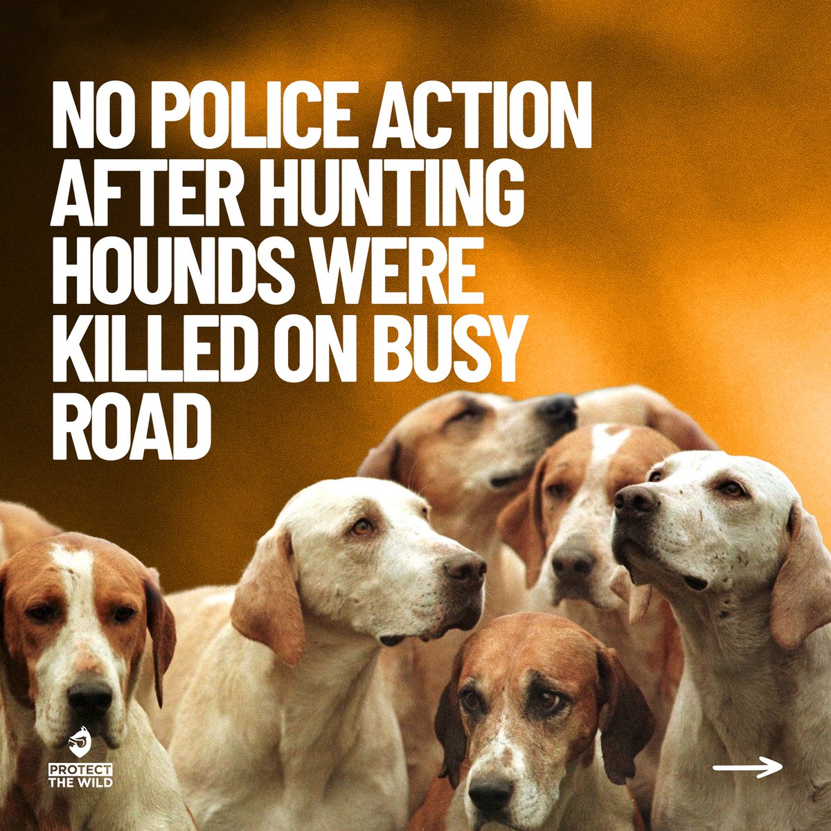 Incredibly disappointing! Northamptonshire Police has stated that it will not prosecute members of the Pytchley with Woodland Hunt, even though three of its hounds were killed on the busy A43.