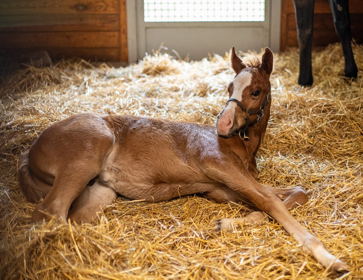 That awkward moment when someone wakes you up from your afternoon nap 😴

📍 Stonestreet Farm

#VisitHorseCountry