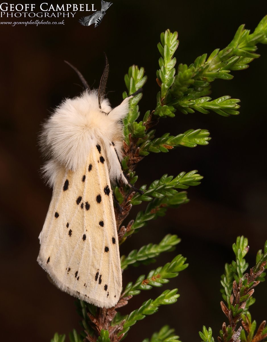 White Ermine (Spilosoma lubricipeda) - North Antrim - May 2024. Trying to play catch up with some of the stunning moths appearing in recent days. #moths #MothsMatter @UlsterWildlife @savebutterflies @BCNI_