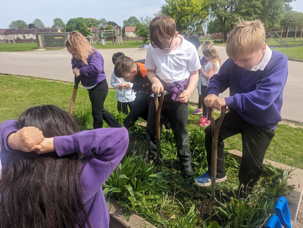 BPSDrParnell's tweet photo. We had the best time taking part in the big sow @RHSSchools! We weeded our raised bed and then planted rudbeckia and fennel in potting trays. Next we will finish turning over the soil and feed it, so that the seeds can be planted out soon #BPSIDL https://t.co/Z8zgrG2rWe