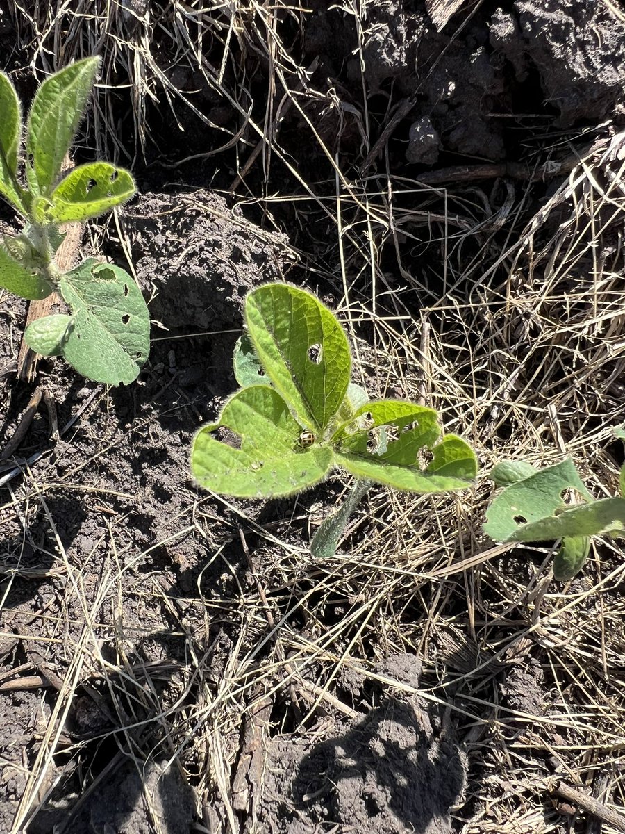 Seeing a little bean leaf beetle feeding on soybean seedlings as usual. I have never seen a field exceed the defoliation threshold at this point in the season @ncsoybeans @jhchandl @NCStatesoybeans