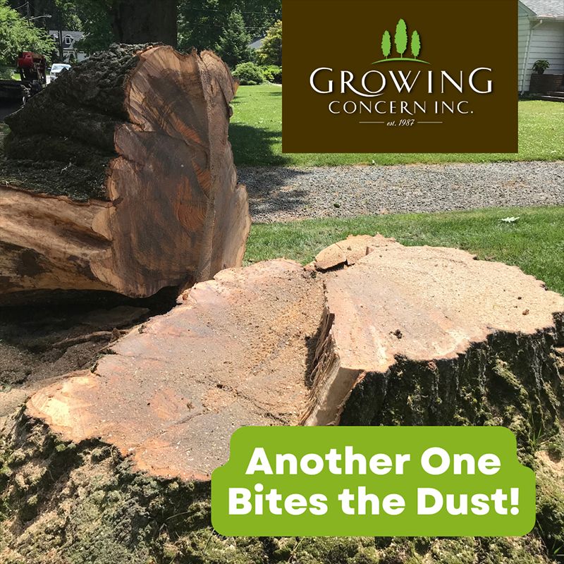 Tackle unsightly tree stumps with ease thanks to Growing Concern. We offer efficient removal services to clear and beautify your landscape. Learn more: growing-concern.com #LawnCare #GrowingConcern