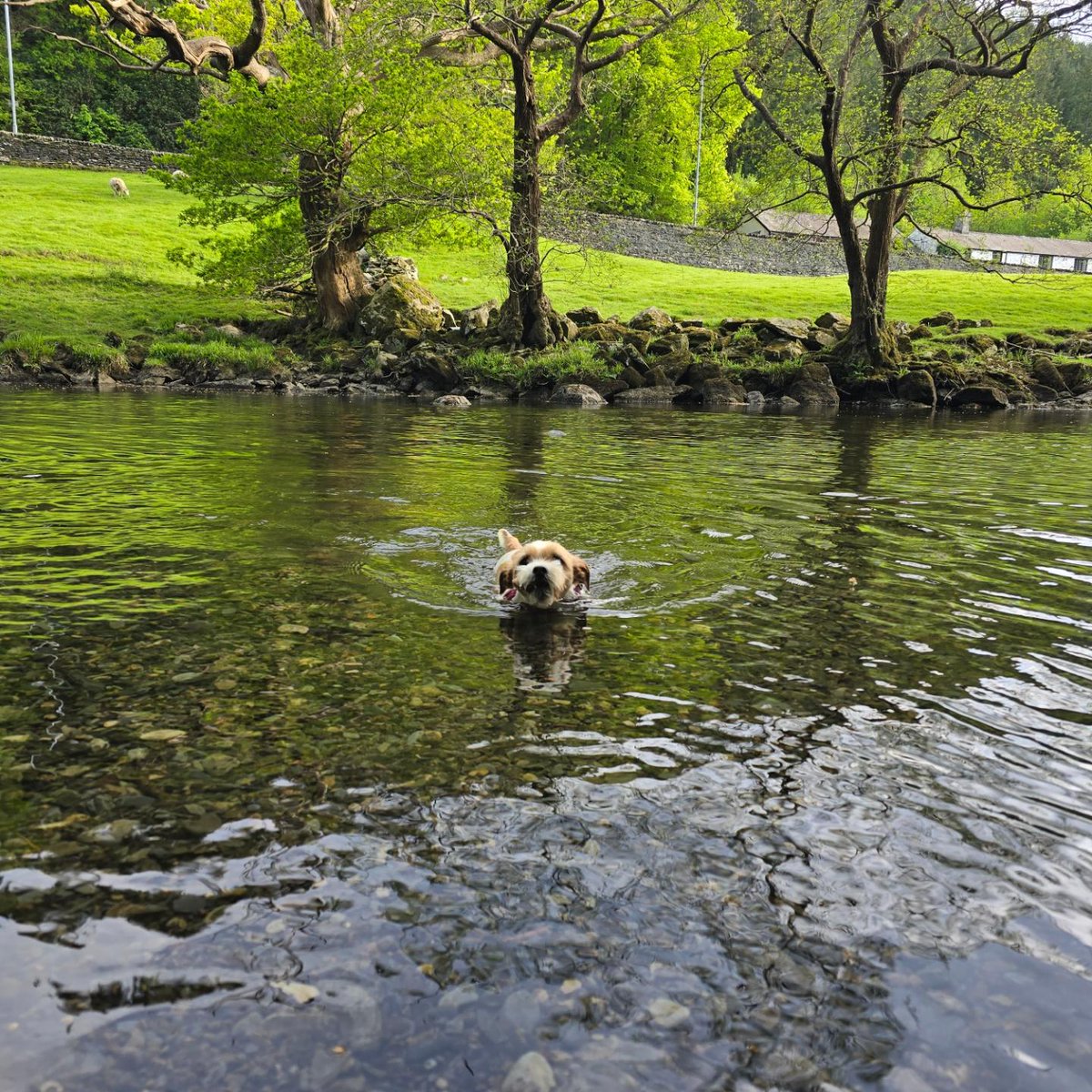 Millie swims!!! #dogsofX