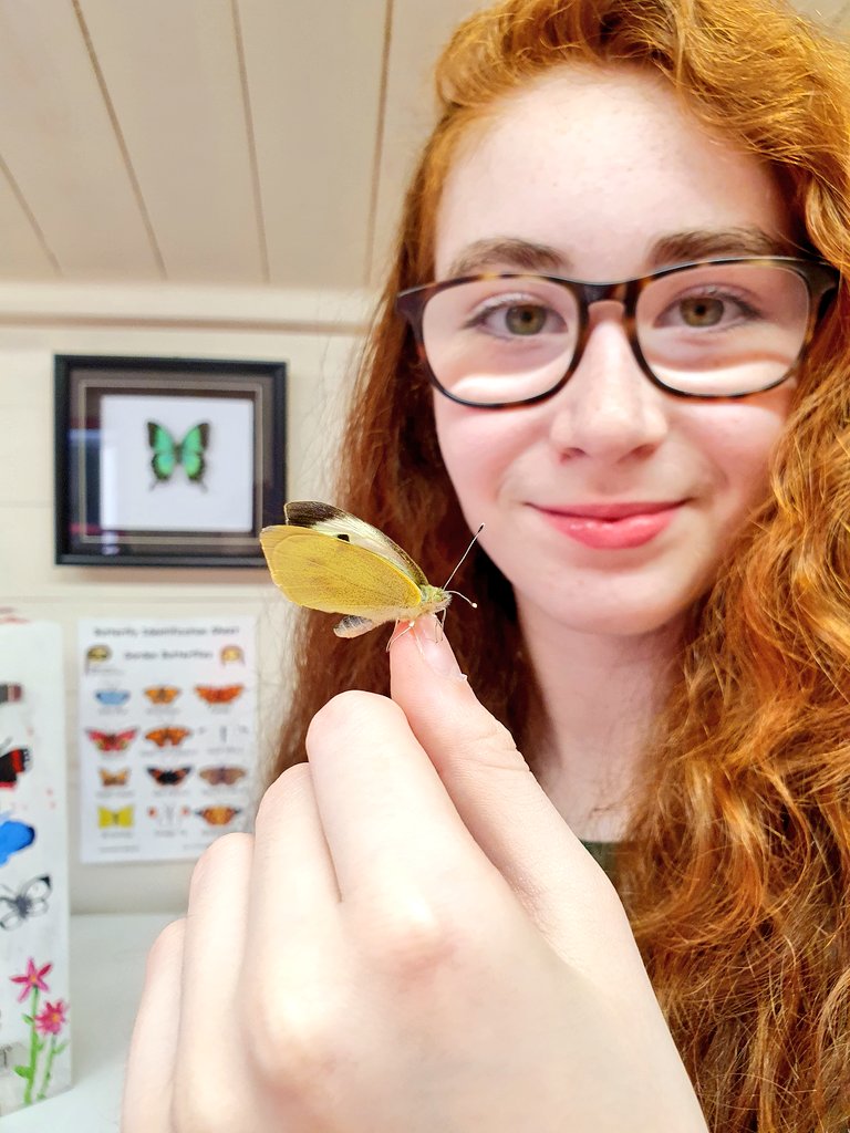 Large White #Butterflies have darker tips on their wings than Small White's 🦋🦋🦋🦋🦋🦋🦋