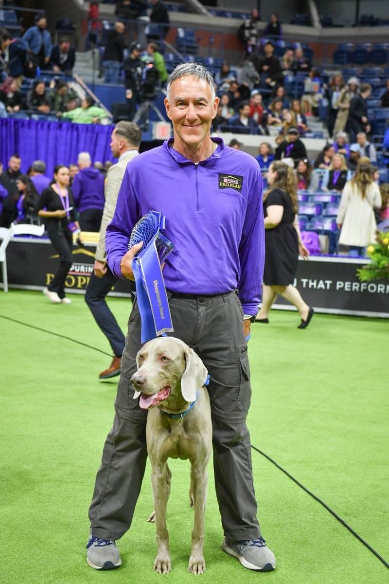 ModernDogMag's tweet photo. Congrats to the 2024 @WKCDOGS Master Agility Champions! Hogan the Weimaraner, Typo and Vanish the Border Collies, Lark the Papillion, and Nimble the All American Dog all won their respective divisions! πΆπΎ
π·: Westminster Kennel Club/O & Co. Media #moderndog #westminsterweek https://t.co/sRWYhLkwYY