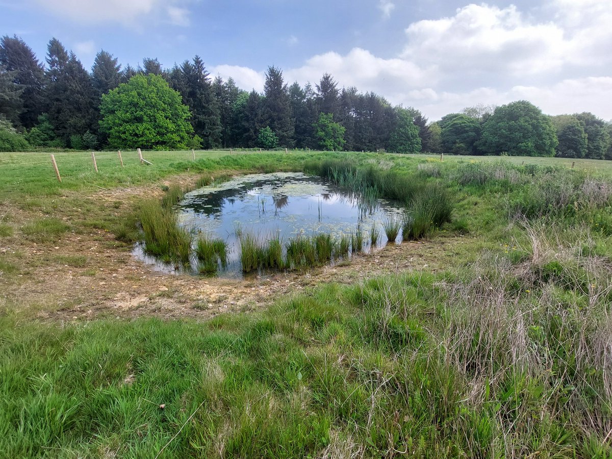 I was checking out the #leakydams and attenuation ponds this morning on a tour of the Limb Brook #Naturebasedsolutions #naturalfloodmanagement demonstrator site starting in @Ecclesallwoods Partnership between @WildSheffield @ParksSheffield @SheffCouncil  @EnvAgency