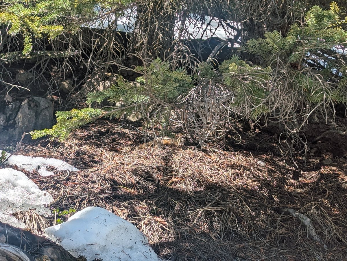 ktbsievers's tweet image. A much needed vacation

📍 Sulphur Mountain, Banff AB