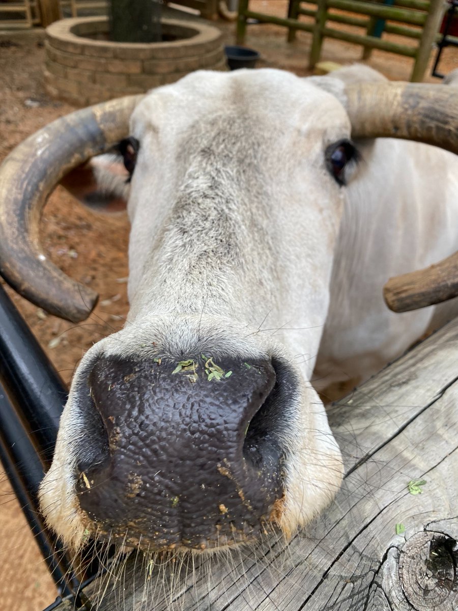 Birthday boop! This handsome guy turns 19 today. Our zebu, Zamir, resides in the John P. McGovern Children’s Zoo next to our llamas, Fiesta and Yzma. Stop by to wish him a happy birthday!