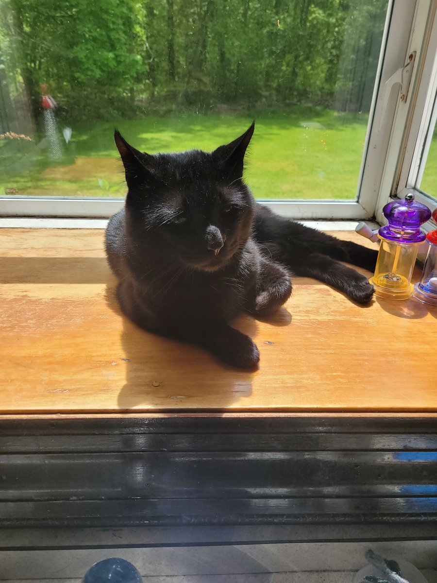 Sirius chillin' in his fave window on this beautiful day!☀️🥰😍😘💜❤️🖤💖😻 #blackcat #blackcats #cat #cats #CatsofTwitter #CatsofInstagram #kitties #kitty #kittens #KittensofTwitter #KittensofInstagram #SunnyWeather #weather