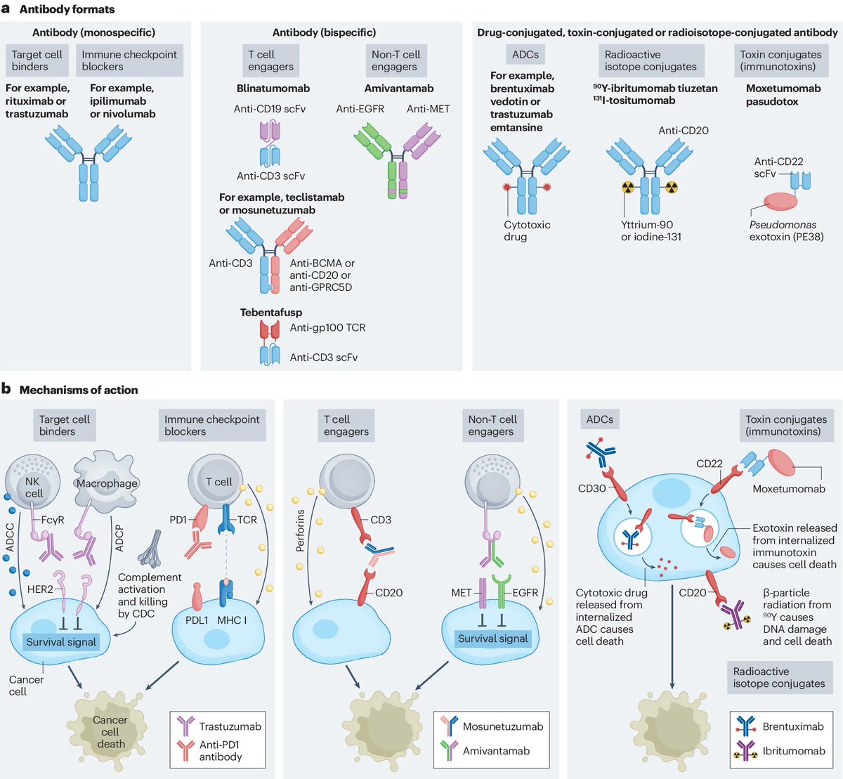 Review: Cancer therapy with antibodies 
rdcu.be/dHOSZ via <a href="/NatureRevCancer/">Nature Reviews Cancer</a> #cancer #immunology