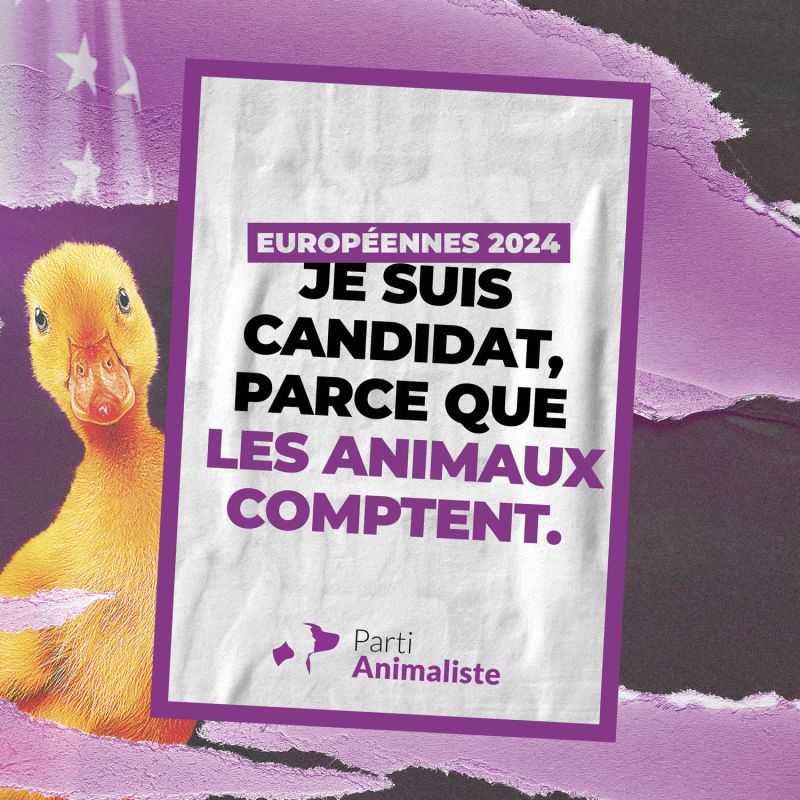 🚀Ancien proverbe chinois :
'𝐌𝐢𝐞𝐮𝐱 𝐯𝐚𝐮𝐭 𝐮𝐧𝐞 𝐭𝐞̂𝐭𝐞 𝐝𝐞 𝐜𝐚𝐧𝐚𝐫𝐝 🦆
𝐪𝐮'𝐮𝐧𝐞 𝐭𝐞̂𝐭𝐞 𝐝𝐞 𝐜𝐨𝐧𝐧𝐚𝐫𝐝 !'
Le 9 juin votons pour le @PartiAnimaliste !
#LesAnimauxComptent
➡️parti-animaliste.fr/europeennes-20…