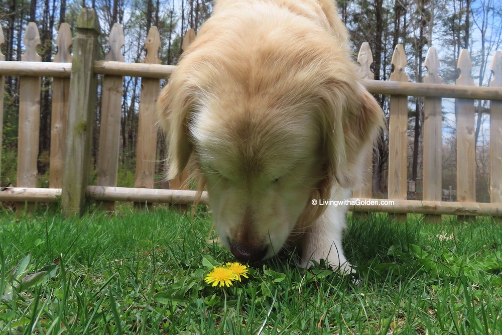 A simple reminder to stop and smell the flowers this Monday. ☺️🌼