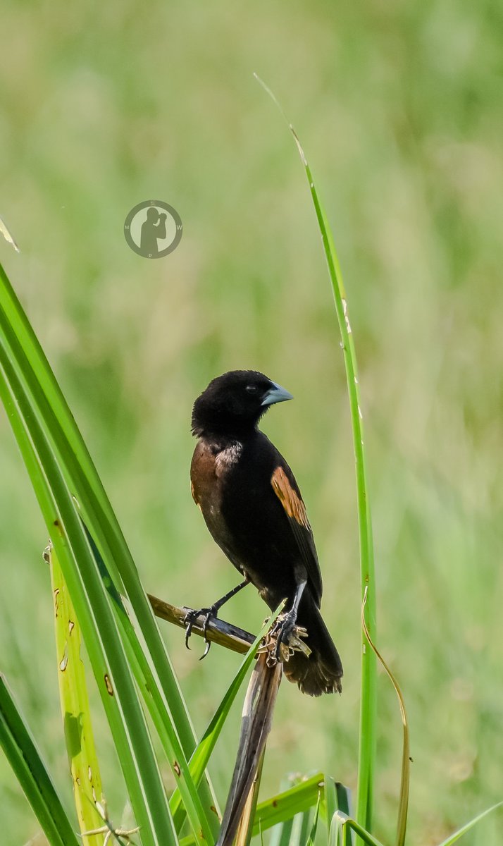 Breeding Male Fan-tailed Widowbird - Euplectes axillaris 

Amboseli National Park,Kenya.(April 2024)

#martowanjohiphotography #birdwatching254 #birdwatchingwithmartowanjohi #BirdsSeenIn2024 #TwitterNatureCommunity #birdsplanet #widowbird #amboseli #nikon #tamronlens #bdasafaris