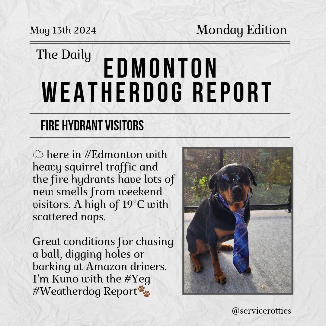 ☁️ here in #Edmonton with heavy squirrel traffic and the fire hydrants have lots of new smells from weekend visitors. A high of 19°C with scattered naps. Great conditions for chasing a ball, digging holes or barking at Amazon drivers. I'm Kuno with the #Yeg #Weatherdog Report🐾