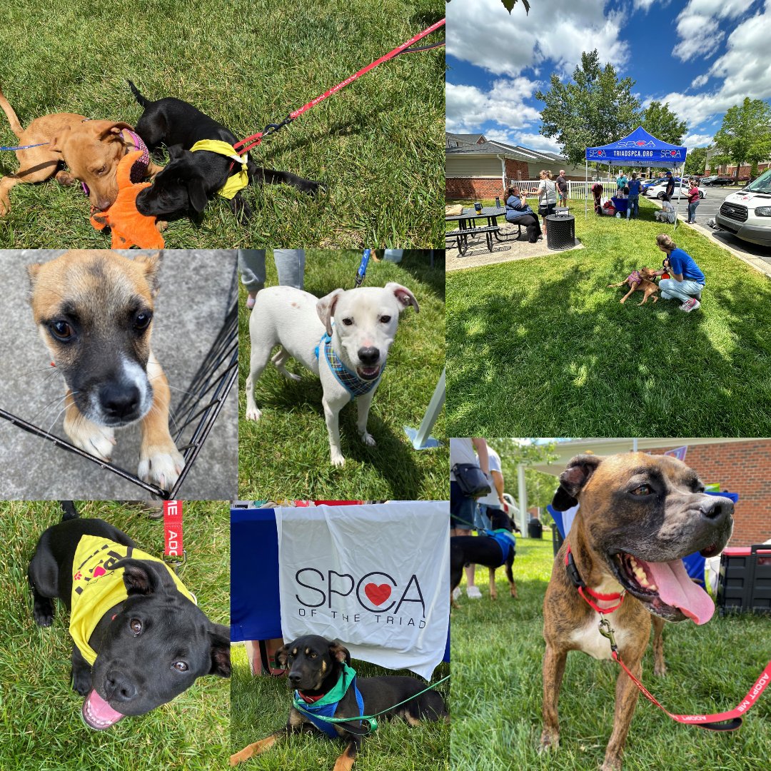 Huge thank you to everyone who attended our Event on Saturday! Thank you to our friends SPCA of the Triad for coming to our Community!

#LegacyatTwinOaks #PetInclusive #Greensboro