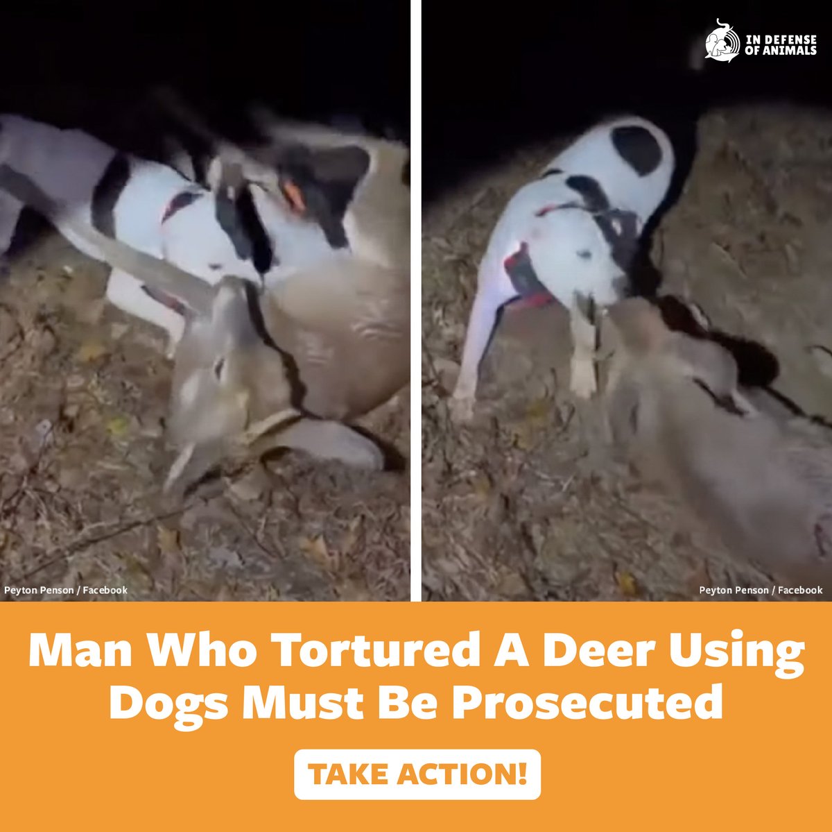 Demand justice for a downed deer who was attacked by a man’s dogs in Mississippi!
Take action: bit.ly/3y8mIQc
Pls RT and support our work: bit.ly/4buXCte
#Justice4Animals