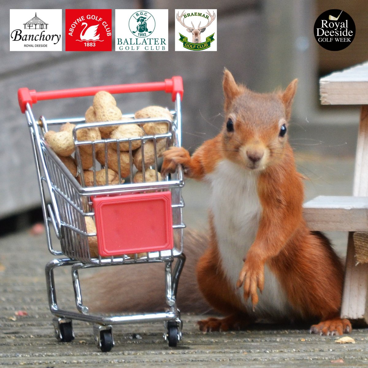 DeesideClassic's tweet image. Shopping for a #golfbreak⛳ Spend a week amongst the locals here on beautiful Royal Deeside #Aberdeenshire🏴󠁧󠁢󠁳󠁣󠁴󠁿 A cancellation means we have 5 slots at the RDGW 21-26 July.  Enjoy a fun week of #stableford #golf just £180 royaldeesidegolfweek.co.uk

#visitABDN #rdgw2024 #golftournament