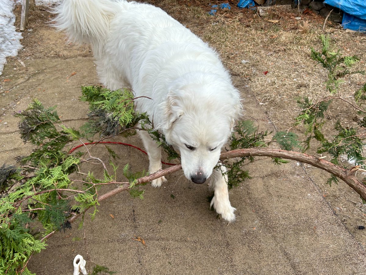 slushidou's tweet photo. Slush Montagne des Pyrénées, alias Slushidou -Zéfire : " Maman, trop d'arbre dans la cour !!''😬😳 #Slushidou #SlushMontagnedesPyrénées #montagnedespyrenees #chien #dog #greatpyrenees #グレートピレニーズ #patou #instadog #dogphoto #dogs #dogsofcanada https://t.co/EBX93p6EXa