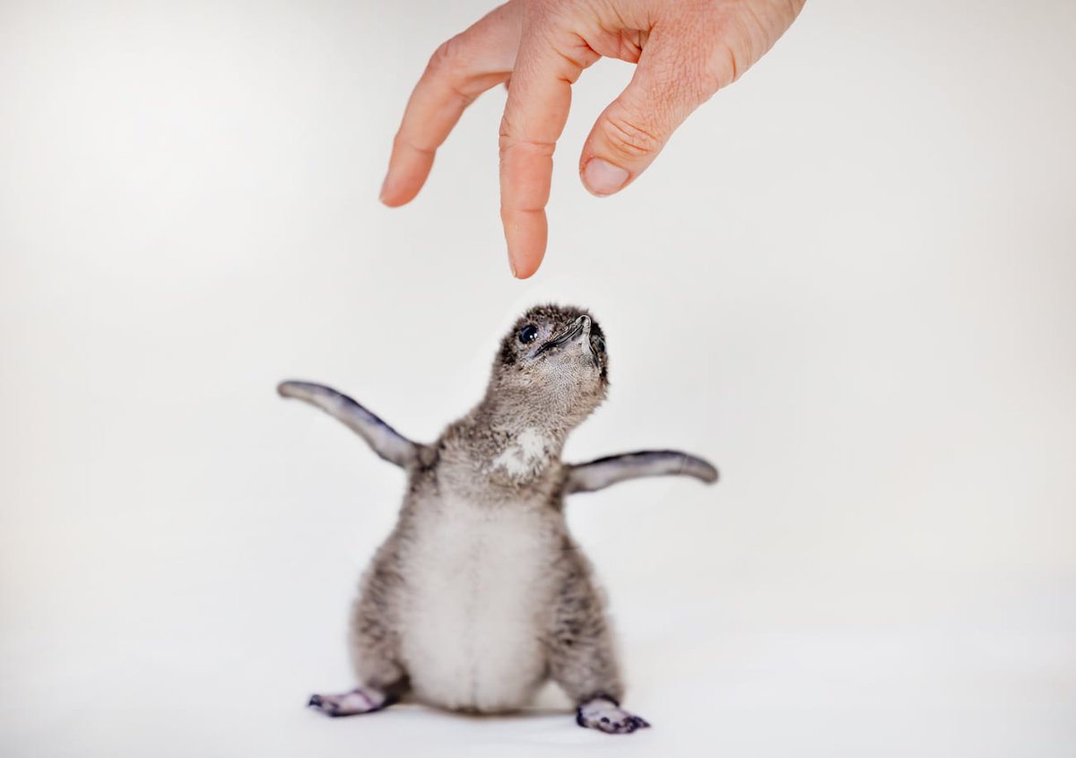 Aquarium welcomes 5 Little Blue Penguins to its habitat azfamily.com/2024/05/13/aqu…